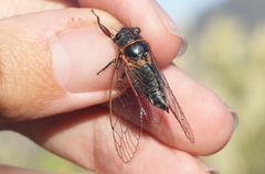 Platypedia bernardinoensis