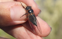 Platypedia bernardinoensis