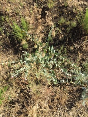 Asclepias californica californica