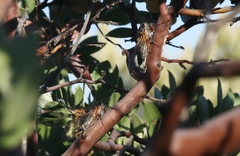 Platypedia bernardinoensis