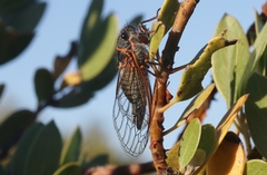 Platypedia bernardinoensis