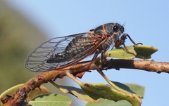 Platypedia bernardinoensis