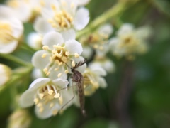 Aedes canadensis