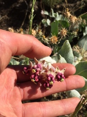 Asclepias californica californica