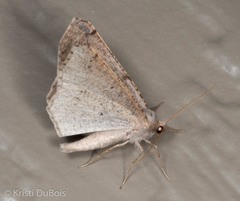 Prochoerodes forficaria