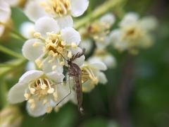 Aedes canadensis