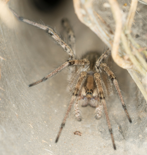 Desert Grass Spider