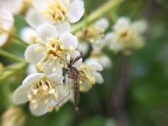 Aedes canadensis