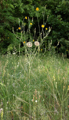 Tragopogon dasyrhynchus