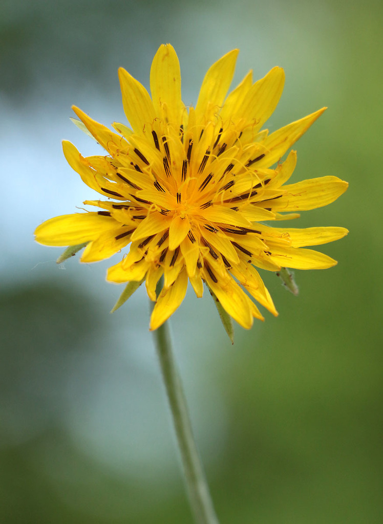 Tragopogon dasyrhynchus