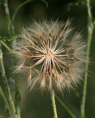 Tragopogon dasyrhynchus