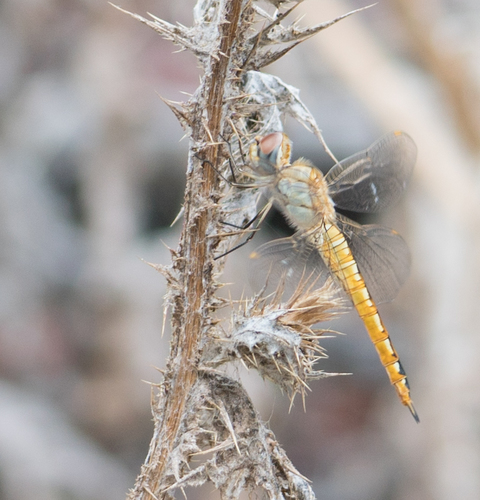 Pantala flavescens