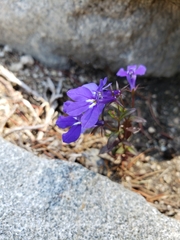 Lobelia erinus