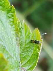 Cosmopterix molybdina