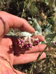 Asclepias californica californica