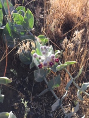 Asclepias californica californica