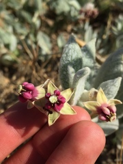 Asclepias californica californica