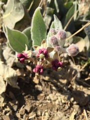 Asclepias californica californica