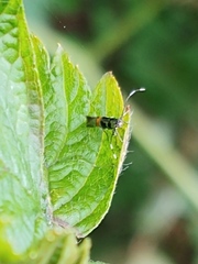 Cosmopterix molybdina