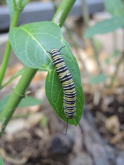 Danaus plexippus