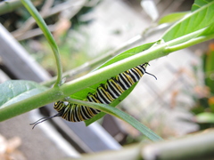 Danaus plexippus