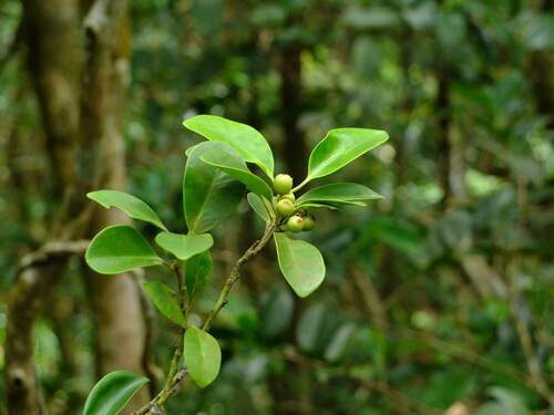 Ilex integra iNat (3)