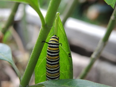Danaus plexippus