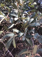 Rhoicissus revoilii