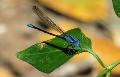 Argia vivida