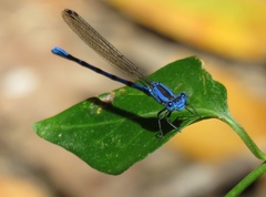 Argia vivida