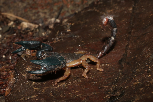 Opisthacanthus africanus