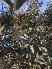 Rhoicissus revoilii