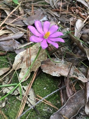 Sabatia gentianoides