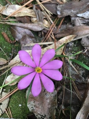 Sabatia gentianoides