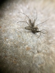 Aedes canadensis