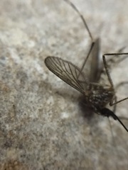 Aedes canadensis