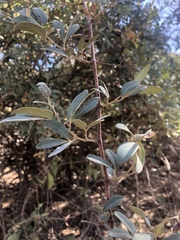 Rhoicissus revoilii