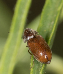 Lasioderma haemorrhoidale