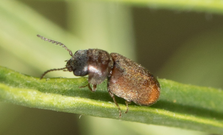 Anobiid beetle