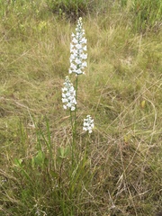 Platanthera nivea