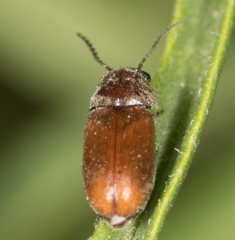 Lasioderma haemorrhoidale