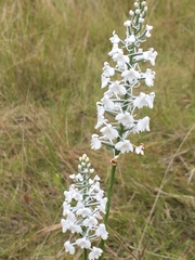 Platanthera nivea
