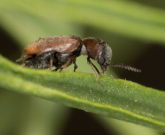 Lasioderma haemorrhoidale