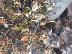 Croton pseudopulchellus