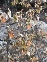 Croton pseudopulchellus