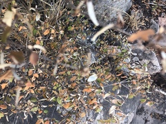 Croton pseudopulchellus