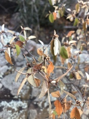 Croton pseudopulchellus