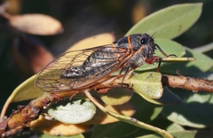 Platypedia bernardinoensis