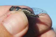 Platypedia bernardinoensis