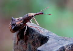 Eurhynchus quadridens